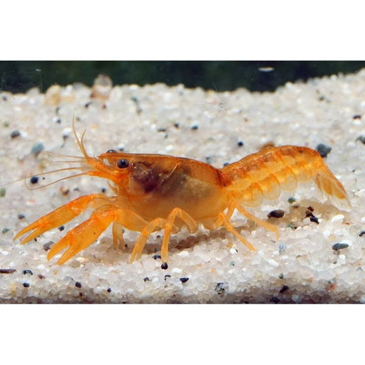 FOUDEBASSIN.COM CAMBRELLUS PATZCAUTREMSES 2,5-3CM 8715897211713 V1452533