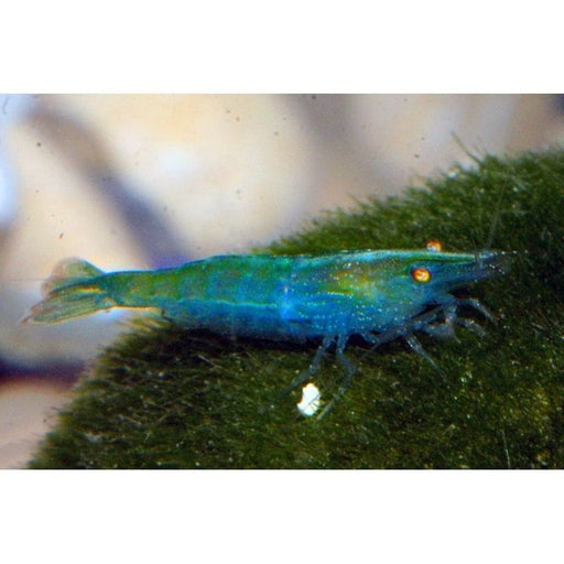 FOUDEBASSIN.COM CARIDINA BABAULTI RAINBOW 1,2-1,5CM 	8715897277115 V1452681