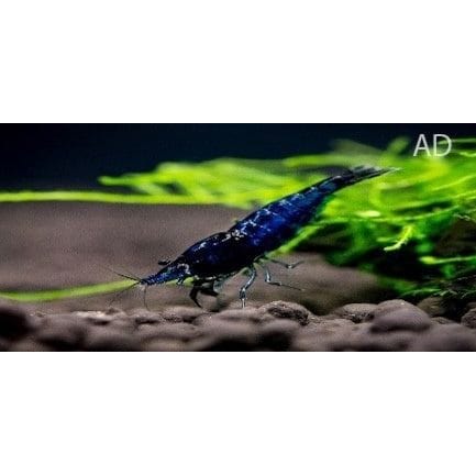 FOUDEBASSIN.COM CARIDINA SP. BLUE DIAMOND 1,5CM 8715897243295 V1452703