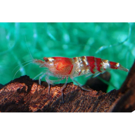 FOUDEBASSIN.COM CARIDINA SP.CRISTAL RED 1-1,2CM 8715897257285 V1458520