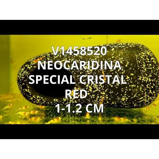 FOUDEBASSIN.COM CARIDINA SP.CRISTAL RED 1-1,2CM 8715897257285 V1458520