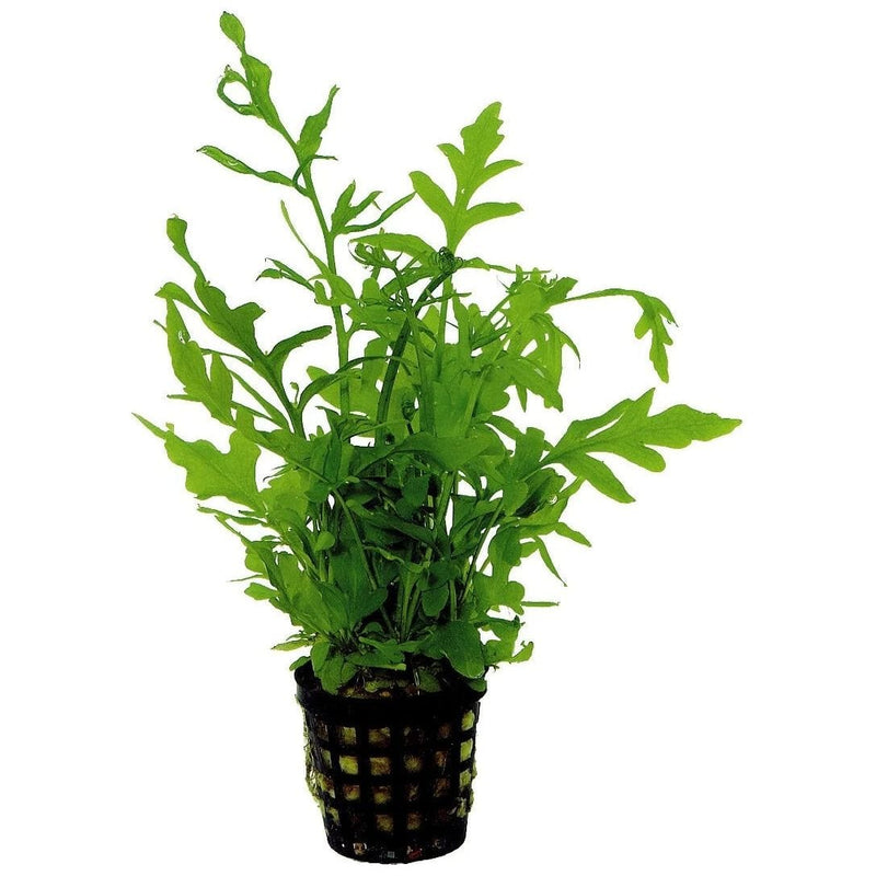 FOUDEBASSIN.COM CERATOP.THALICROIDES 5 CM POT 8715897016042 P2020300