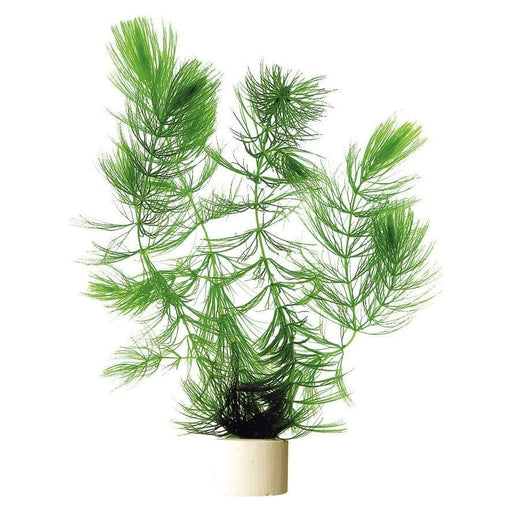 FOUDEBASSIN.COM CERATOPHYLLUM DEMERSUM ECO BUNCH 8715897016004 P2020280