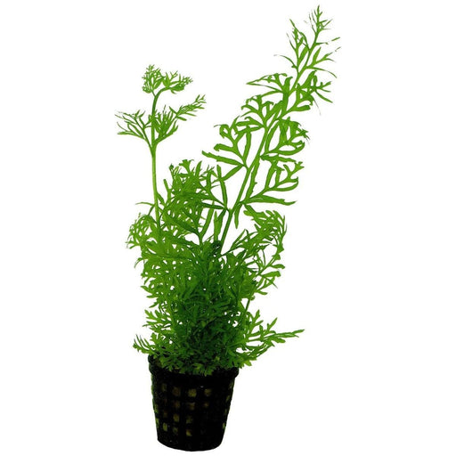 FOUDEBASSIN.COM CERATOPTERIS SILIQUOSA 5 CM POT 8715897016028 P2020290