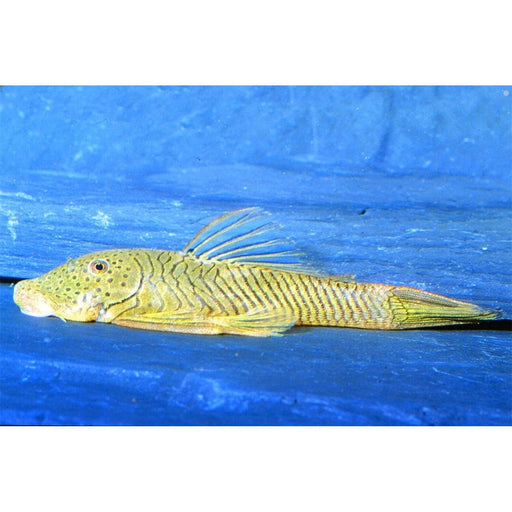 FOUDEBASSIN.COM CHAETOSTOMA THOMASI L146 4-5CM 8715897050268 V1455750