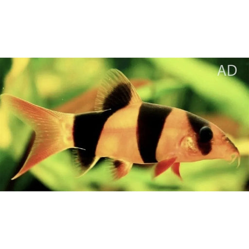 FOUDEBASSIN.COM CHROMOBOTIA MACRACANTHUS 4-5CM 	8715897049729 V1452260