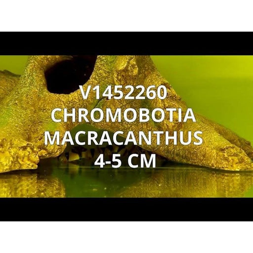 FOUDEBASSIN.COM CHROMOBOTIA MACRACANTHUS 4-5CM 	8715897049729 V1452260