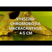 FOUDEBASSIN.COM CHROMOBOTIA MACRACANTHUS 4-5CM 	8715897049729 V1452260
