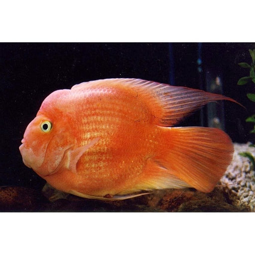 FOUDEBASSIN.COM CICHLASOMA HYBRID BLOOD PARROT 6,5CM 8715897047305 V1452850