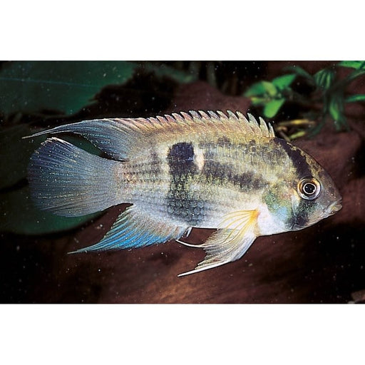 FOUDEBASSIN.COM CLEITHRACARA MARONII 2-2,5CM 8715897049828 V1452870