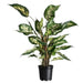 FOUDEBASSIN.COM Conteneur fond 4 branches  - 6,3l - H21,5 x Ø24 cm 8711338702130 6070213