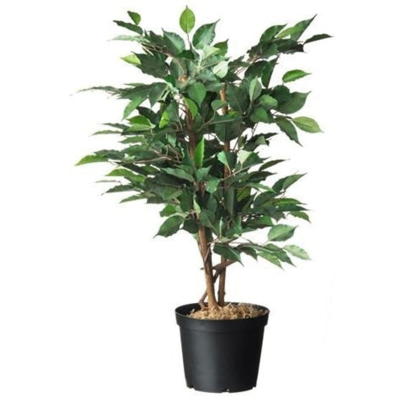 FOUDEBASSIN.COM Conteneur fond plat avec trous de drainage - 2l - H13,1 x Ø16,5 cm - 5 x 8711338702024 6070202
