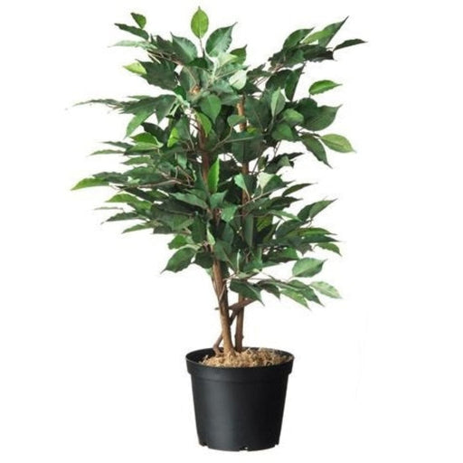 FOUDEBASSIN.COM Conteneur fond plat avec trous de drainage - 5l - H18 x Ø22,5 cm - 2 x 8711338702055 6070205