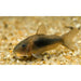 FOUDEBASSIN.COM CORYDORAS AENEUS 2,5-3CM 8715897062193 V1453170