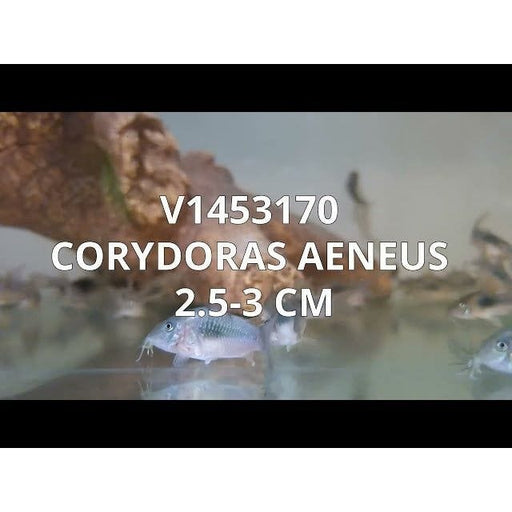 FOUDEBASSIN.COM CORYDORAS AENEUS 2,5-3CM 8715897062193 V1453170
