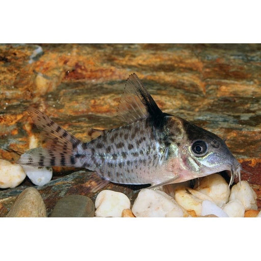 FOUDEBASSIN.COM CORYDORAS AGASSIZI WILD 2,5-3CM 8715897049880 V1453190
