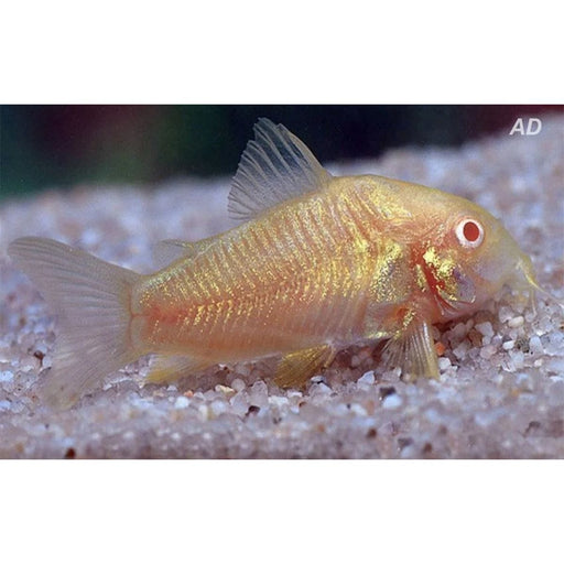 FOUDEBASSIN.COM CORYDORAS ALBINO 2,5-3CM 8715897062209 V1453210