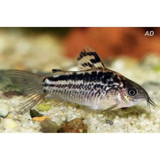 FOUDEBASSIN.COM CORYDORAS ELEGANS WILD 3-3,5CM 8715897238642 V1453313