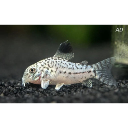FOUDEBASSIN.COM CORYDORAS JULII BRED 2,5-3CM 8715897052996 V1453410
