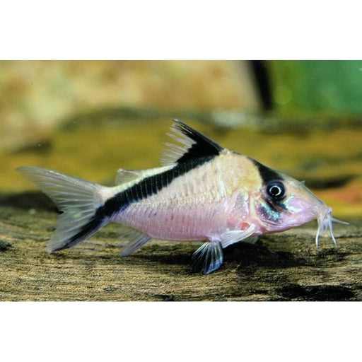 FOUDEBASSIN.COM CORYDORAS MELINI WILD 2,5-3CM 8715897221941 V1453495