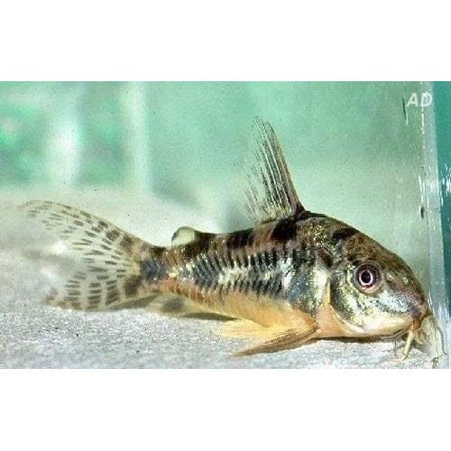 FOUDEBASSIN.COM CORYDORAS PALEATUS 2,5-3CM 8715897053009 V1453530