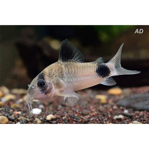FOUDEBASSIN.COM CORYDORAS PANDA 1-1,5CM 8715897211300 V1453563