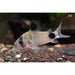 FOUDEBASSIN.COM CORYDORAS PANDA 1-1,5CM 8715897211300 V1453563