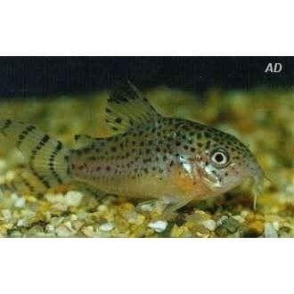 FOUDEBASSIN.COM CORYDORAS PUNCTATUS WILD 2,5-3CM 8715897049958 V1453590