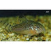 FOUDEBASSIN.COM CORYDORAS PUNCTATUS WILD 2,5-3CM 8715897049958 V1453590