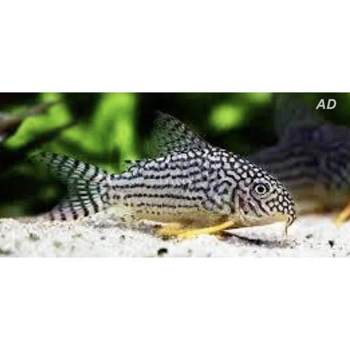 FOUDEBASSIN.COM CORYDORAS STERBAI BRED 2,5-3CM 8715897106835 V1453670