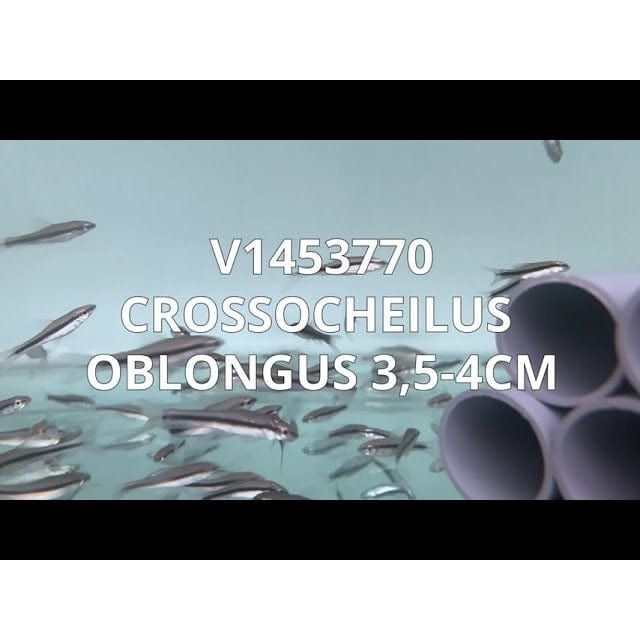 FOUDEBASSIN.COM CROSSOCHEILUS OBLONGUS 3,5-4CM 8715897106965 V1453770