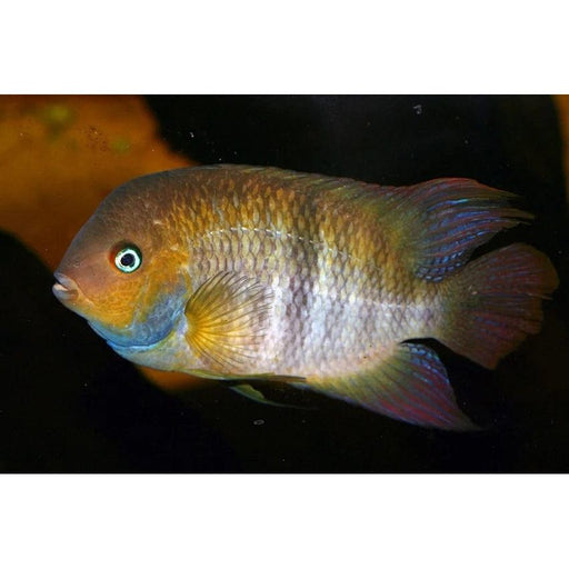 FOUDEBASSIN.COM CRYPTOHEROS SAJICA 3,5-4CM 8715897293481 V1453773
