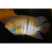 FOUDEBASSIN.COM CRYPTOHEROS SAJICA 3,5-4CM 8715897293481 V1453773
