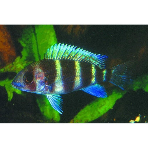 FOUDEBASSIN.COM CYPHOTILAPIA FRONTOSA 2,5CM 8715897263385 V1453840