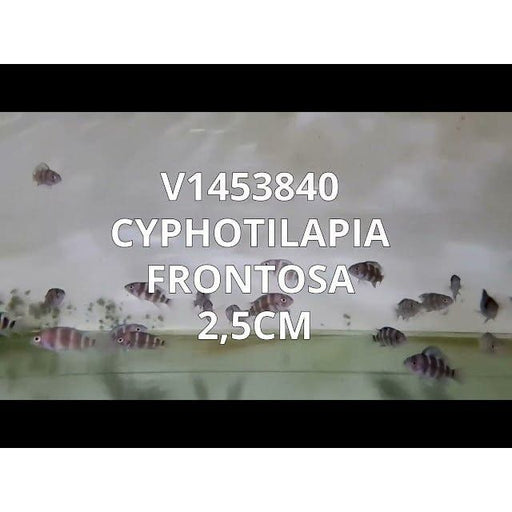 FOUDEBASSIN.COM CYPHOTILAPIA FRONTOSA 2,5CM 8715897263385 V1453840
