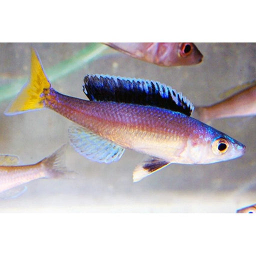 FOUDEBASSIN.COM CYPRICHROMIS LEPTOSOMA MPULUNGU 3-4CM 8715897293498 V1453850