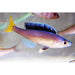FOUDEBASSIN.COM CYPRICHROMIS LEPTOSOMA MPULUNGU 3-4CM 8715897293498 V1453850