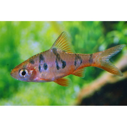 FOUDEBASSIN.COM DESMOPUNTIUS RHOMBOOCELLATUS 2,5CM 8715897304545 V1452560