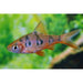 FOUDEBASSIN.COM DESMOPUNTIUS RHOMBOOCELLATUS 2,5CM 8715897304545 V1452560