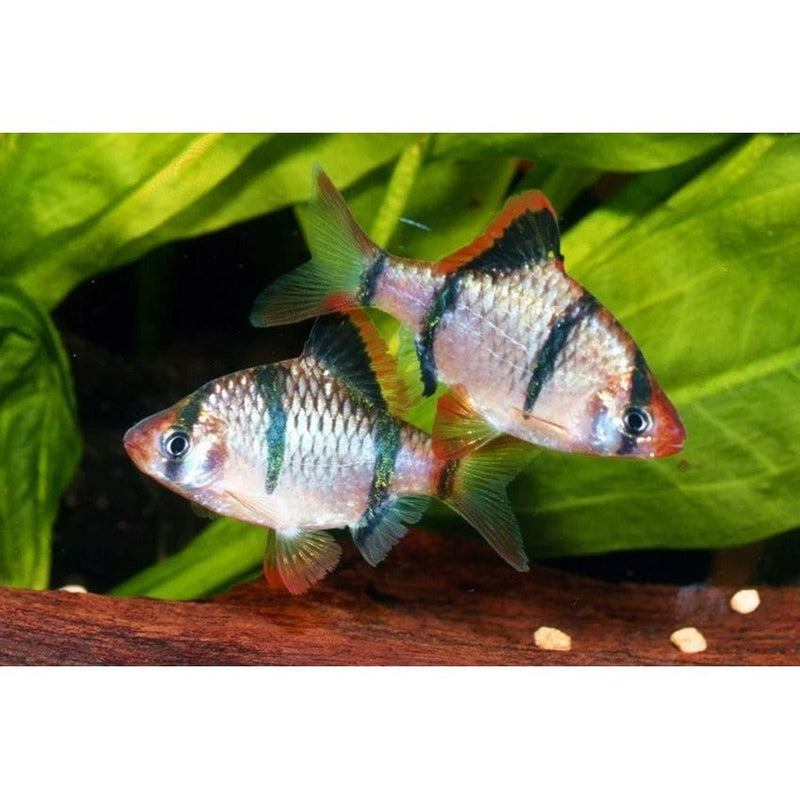 FOUDEBASSIN.COM DESMOPUNTIUS TETRAZONA 1,7-2,2CM 8715897049774 V1452570