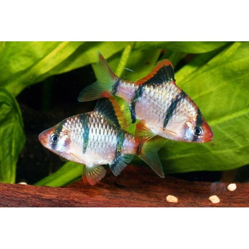 FOUDEBASSIN.COM DESMOPUNTIUS TETRAZONA 1,7-2,2CM 8715897049774 V1452570