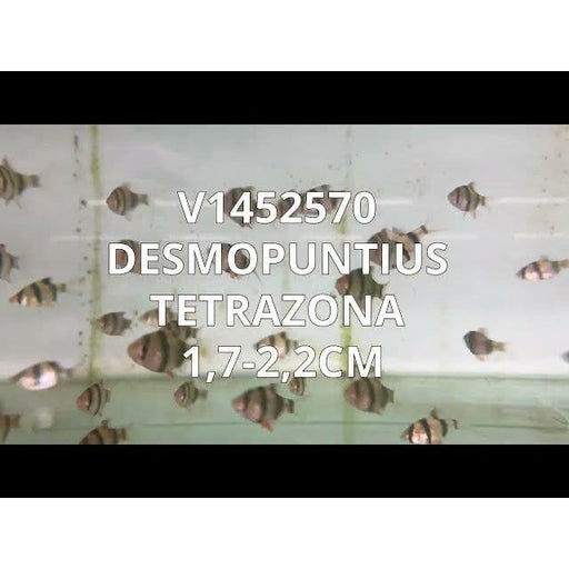FOUDEBASSIN.COM DESMOPUNTIUS TETRAZONA 1,7-2,2CM 8715897049774 V1452570