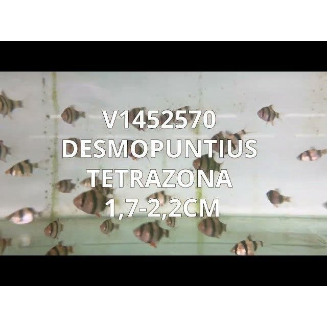 FOUDEBASSIN.COM DESMOPUNTIUS TETRAZONA 1,7-2,2CM 8715897049774 V1452570
