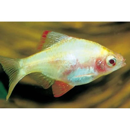 FOUDEBASSIN.COM DESMOPUNTIUS TETRAZONA ALBINO WHITE 1,7-2,2CM 8715897105647 V1452610