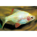 FOUDEBASSIN.COM DESMOPUNTIUS TETRAZONA ALBINO WHITE 1,7-2,2CM 8715897105647 V1452610