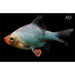 FOUDEBASSIN.COM DESMOPUNTIUS TETRAZONA GREEN 1,7-2,2CM 8715897049804 V1452630