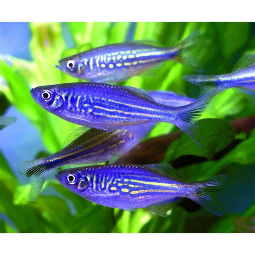 FOUDEBASSIN.COM DEVARIO MALABARICUS 4-5CM 	8715897309335 V1452650