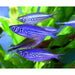 FOUDEBASSIN.COM DEVARIO MALABARICUS 4-5CM 	8715897309335 V1452650