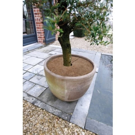 FOUDEBASSIN.COM Disque de plantation en coco - épaisseur +/- 0,5/1 cm, 750 g/m² - Ø40 cm - 3 x 8711338301425 6030142