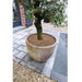 FOUDEBASSIN.COM Disque de plantation en coco - épaisseur +/- 0,5/1 cm, 750 g/m² - Ø60 cm - 3 x 8711338301432 6030143